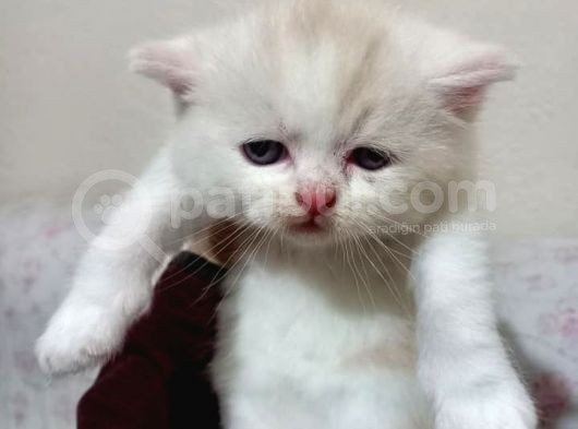 Ev Ortamında Dünyaya Gelen Scottish Fold Ve Scottish Straight Yavrularımız görsel