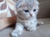 Ev Ortamında Dünyaya Gelen Scottish Fold Ve Scottish Straight Yavrularımız