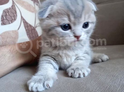 Ev Ortamında Dünyaya Gelen Scottish Fold Ve Scottish Straight Yavrularımız görsel