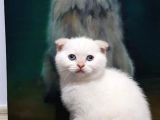 Ev Ortamında Dünyaya Gelen Scottish Fold Ve Scottish Straight Yavrularımız