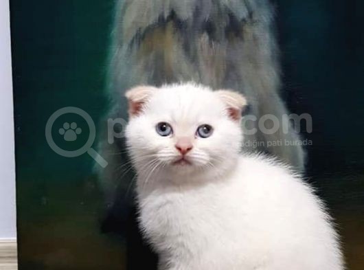 Ev Ortamında Dünyaya Gelen Scottish Fold Ve Scottish Straight Yavrularımız görsel