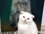 Ev Ortamında Dünyaya Gelen Scottish Fold Ve Scottish Straight Yavrularımız