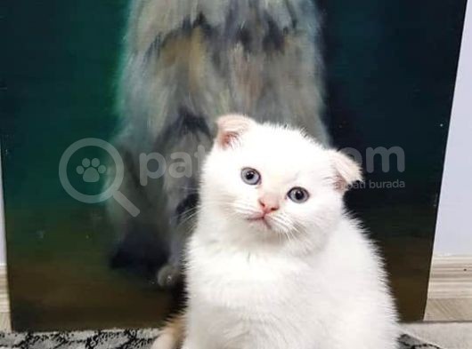 Ev Ortamında Dünyaya Gelen Scottish Fold Ve Scottish Straight Yavrularımız görsel