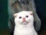 Ev Ortamında Dünyaya Gelen Scottish Fold Ve Scottish Straight Yavrularımız