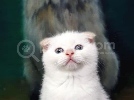 Ev Ortamında Dünyaya Gelen Scottish Fold Ve Scottish Straight Yavrularımız görsel