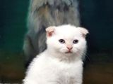 Ev Ortamında Dünyaya Gelen Scottish Fold Ve Scottish Straight Yavrularımız