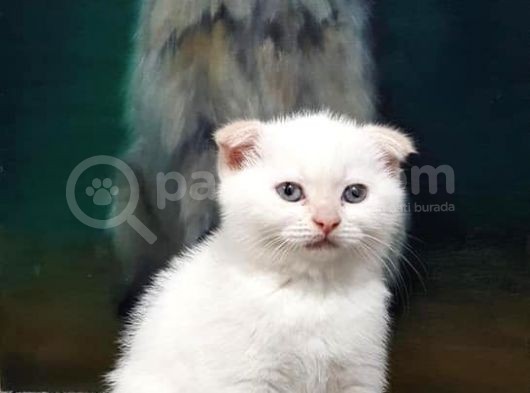 Ev Ortamında Dünyaya Gelen Scottish Fold Ve Scottish Straight Yavrularımız görsel