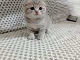 Ev Ortamında Dünyaya Gelen Scottish Fold Ve Scottish Straight Yavrularımız