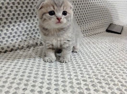 Ev Ortamında Dünyaya Gelen Scottish Fold Ve Scottish Straight Yavrularımız görsel