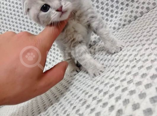 Ev Ortamında Dünyaya Gelen Scottish Fold Ve Scottish Straight Yavrularımız görsel