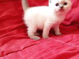 Ev Ortamında Dünyaya Gelen Scottish Fold Ve Scottish Straight Yavrularımız