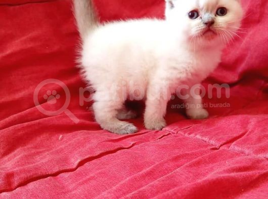 Ev Ortamında Dünyaya Gelen Scottish Fold Ve Scottish Straight Yavrularımız görsel
