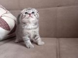 Ev Ortamında Dünyaya Gelen Scottish Fold Ve Scottish Straight Yavrularımız