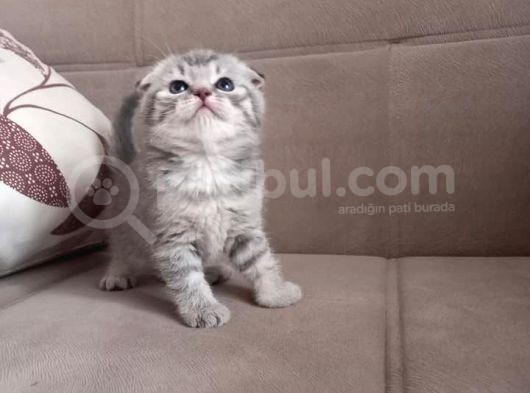 Ev Ortamında Dünyaya Gelen Scottish Fold Ve Scottish Straight Yavrularımız görsel