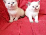 Ev Ortamında Dünyaya Gelen Scottish Fold Ve Scottish Straight Yavrularımız