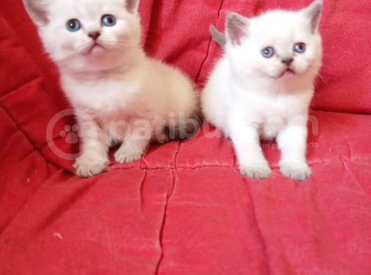 Ev Ortamında Dünyaya Gelen Scottish Fold Ve Scottish Straight Yavrularımız görsel