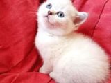 Ev Ortamında Dünyaya Gelen Scottish Fold Ve Scottish Straight Yavrularımız