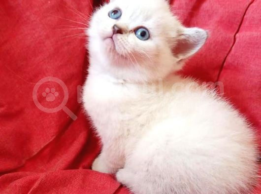 Ev Ortamında Dünyaya Gelen Scottish Fold Ve Scottish Straight Yavrularımız görsel