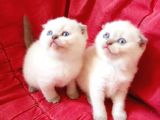 Ev Ortamında Dünyaya Gelen Scottish Fold Ve Scottish Straight Yavrularımız