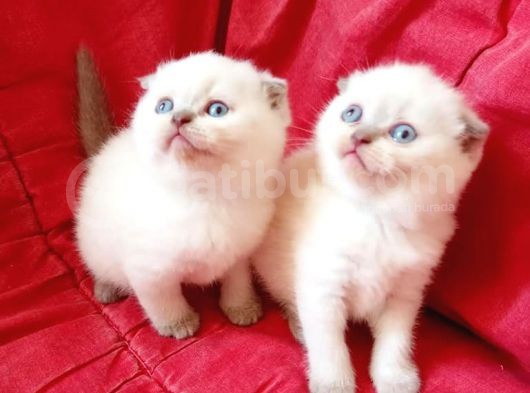Ev Ortamında Dünyaya Gelen Scottish Fold Ve Scottish Straight Yavrularımız görsel