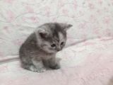 Ev Ortamında Dünyaya Gelen Scottish Fold Ve Scottish Straight Yavrularımız
