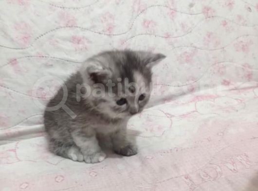Ev Ortamında Dünyaya Gelen Scottish Fold Ve Scottish Straight Yavrularımız görsel