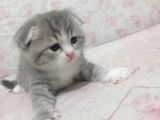 Ev Ortamında Dünyaya Gelen Scottish Fold Ve Scottish Straight Yavrularımız