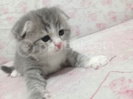 Ev Ortamında Dünyaya Gelen Scottish Fold Ve Scottish Straight Yavrularımız görsel