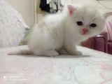Ev Ortamında Dünyaya Gelen Scottish Fold Ve Scottish Straight Yavrularımız