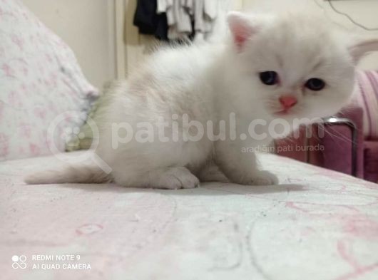 Ev Ortamında Dünyaya Gelen Scottish Fold Ve Scottish Straight Yavrularımız görsel