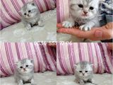 Ev Ortamında Dünyaya Gelen Scottish Fold Ve Scottish Straight Yavrularımız