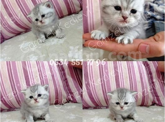 Ev Ortamında Dünyaya Gelen Scottish Fold Ve Scottish Straight Yavrularımız