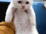 Ev Ortamında Dünyaya Gelen Scottish Fold Ve Scottish Straight Yavrularımız