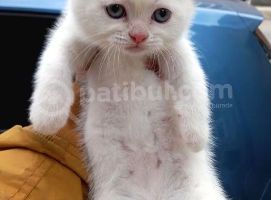 Ev Ortamında Dünyaya Gelen Scottish Fold Ve Scottish Straight Yavrularımız görsel