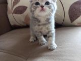 Ev Ortamında Dünyaya Gelen Scottish Fold Ve Scottish Straight Yavrularımız