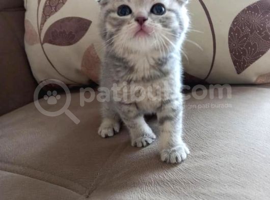Ev Ortamında Dünyaya Gelen Scottish Fold Ve Scottish Straight Yavrularımız görsel