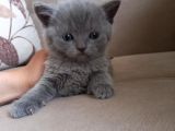 Ev Ortamında Dünyaya Gelen Scottish Fold Ve Scottish Straight Yavrularımız
