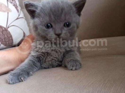 Ev Ortamında Dünyaya Gelen Scottish Fold Ve Scottish Straight Yavrularımız görsel