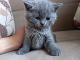 Ev Ortamında Dünyaya Gelen Scottish Fold Ve Scottish Straight Yavrularımız