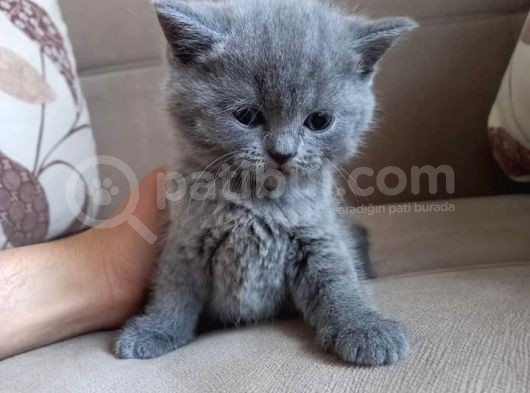 Ev Ortamında Dünyaya Gelen Scottish Fold Ve Scottish Straight Yavrularımız görsel