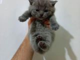 Ev Ortamında Dünyaya Gelen Scottish Fold Ve Scottish Straight Yavrularımız