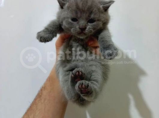 Ev Ortamında Dünyaya Gelen Scottish Fold Ve Scottish Straight Yavrularımız görsel