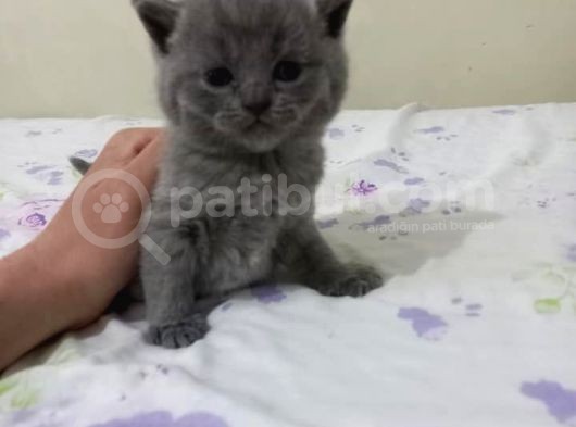 Ev Ortamında Dünyaya Gelen Scottish Fold Ve Scottish Straight Yavrularımız görsel