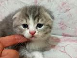 Ev Ortamında Dünyaya Gelen Scottish Fold Ve Scottish Straight Yavrularımız