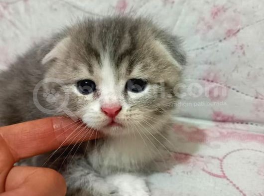 Ev Ortamında Dünyaya Gelen Scottish Fold Ve Scottish Straight Yavrularımız görsel