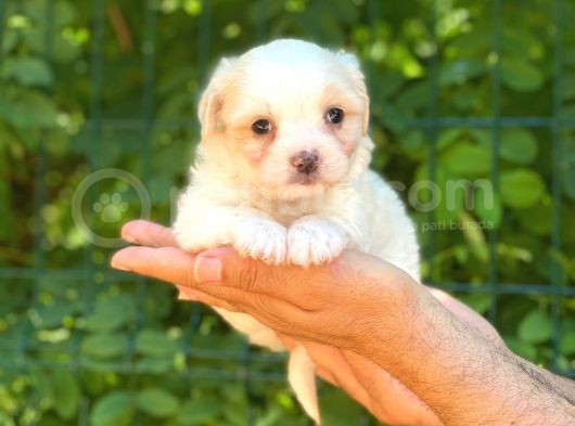 Yavru Malti̇poo görsel