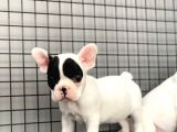 French Bulldog Kizlarimiz