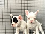 French Bulldog Kizlarimiz