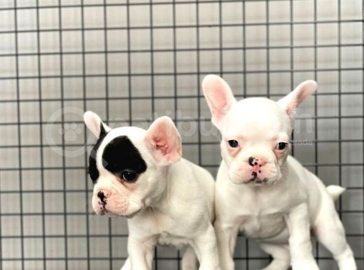 French Bulldog Kizlarimiz görsel
