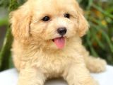 Safkan A Kalite Toy Poodle Yavrularımız Irk Garantili